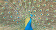 pavo real pavo real