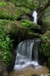 bach im wald