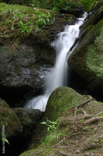 bach im wald