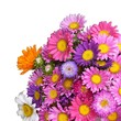 Photo en ligne au meilleur prix summer flowers 5