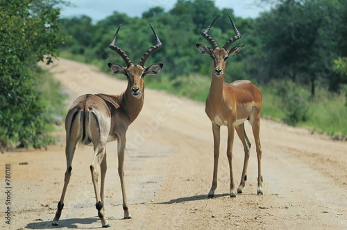 impalas in kruger national park, south africa