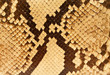 textures – snakeskin #05