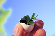 lets grow lets grow