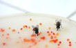 flies00