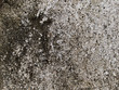 macro texture - old concrete