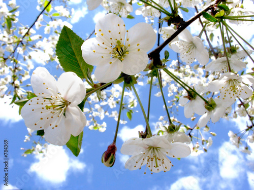 spring flowers © margelatu florina #784369. spring flowers