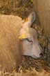 mouton