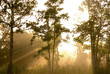 fog and sunrays