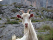 Photo: cabra cabra