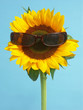 sunflower with sunglasses