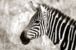 profile of zebra