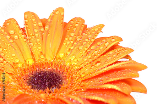 Photo: wet gerbera wet gerbera