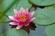 fleur de lotus fleur de lotus