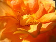 rose gelb