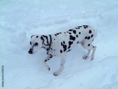 Photo: spots in snow spots in snow
