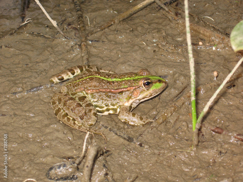 Photo: frog in the mud frog in the mud
