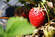 fraisier