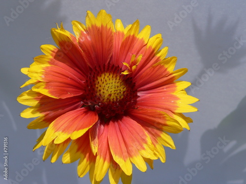 gaillarde 10404