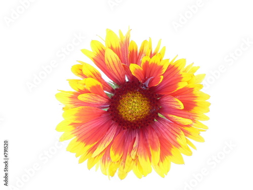 gaillarde 430
