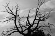 gloomy oak
