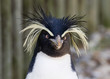 rockhopper penguin