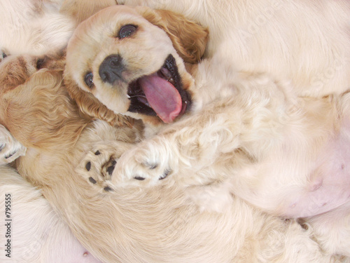 naughty spaniel puppy with litter mates