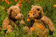 teddybear couple in field of orange flowers