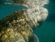manatee