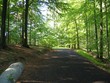 sommerliche waldstrasse