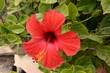 hibiskus