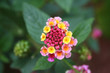 yellow, red and pink flower