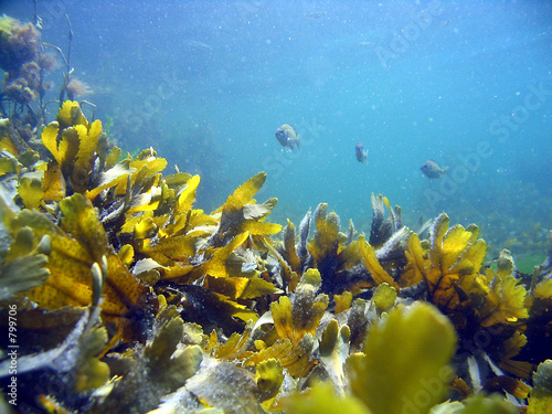 poissons poissons