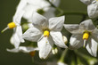 jasmin