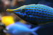 Foto: blue fish blue fish
