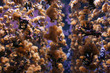 Foto: underwater life underwater life