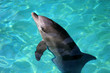 Foto: dolphin dolphin