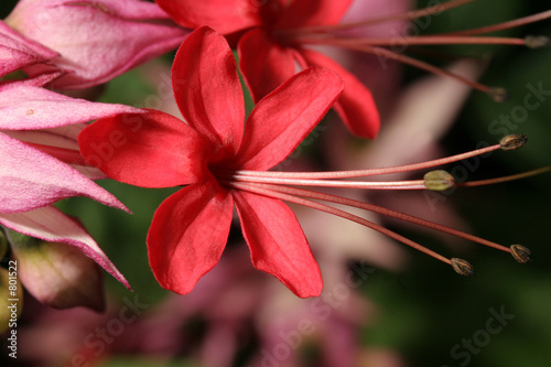 clerodendrum thomsoniae