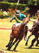 polo n°  18