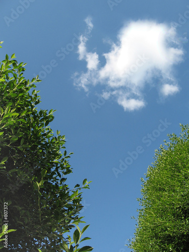 trees and cloud