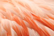 flamingofedern