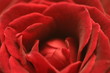 rosenblüte