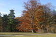 roter baum
