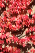 roter wein