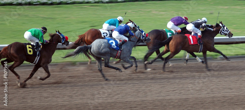 Photo: race horses race horses