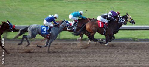 race horses