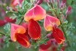 ginster blüte