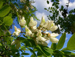 white acacia blossom