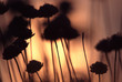reflets
