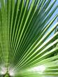 palm leaf