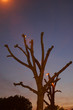 arbre 1